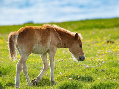Weidendes Pferd auf der Wiese Puzzle, Vorschau