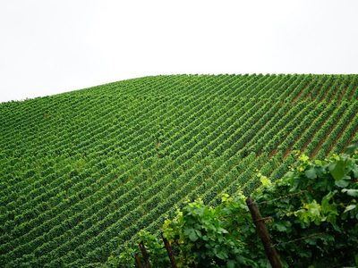 Weinberg mit Reben Puzzle Puzzle