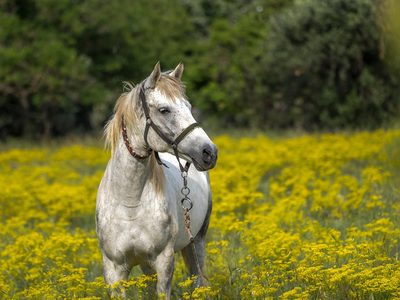 Weißes Pferd auf der Frühlingswiese Puzzle