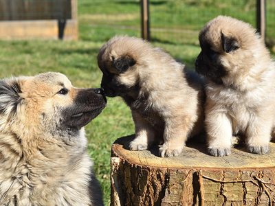 Welpen mit Hundemutter Puzzle