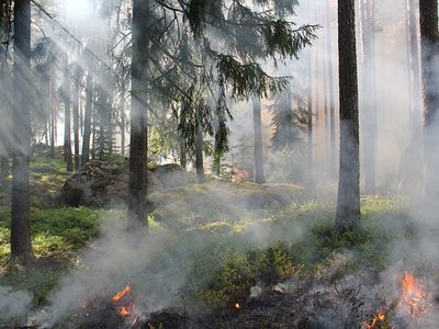 Wildtiere im Wald Puzzle, Vorschau