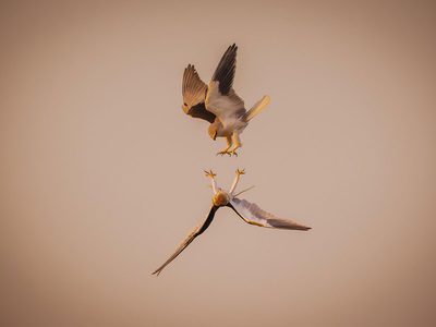 Zwei Rotmilane im Flug Puzzle