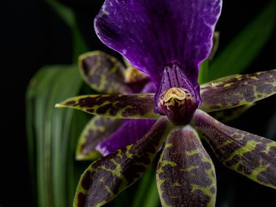 Zygopetalum-Orchidee Puzzle Puzzle
