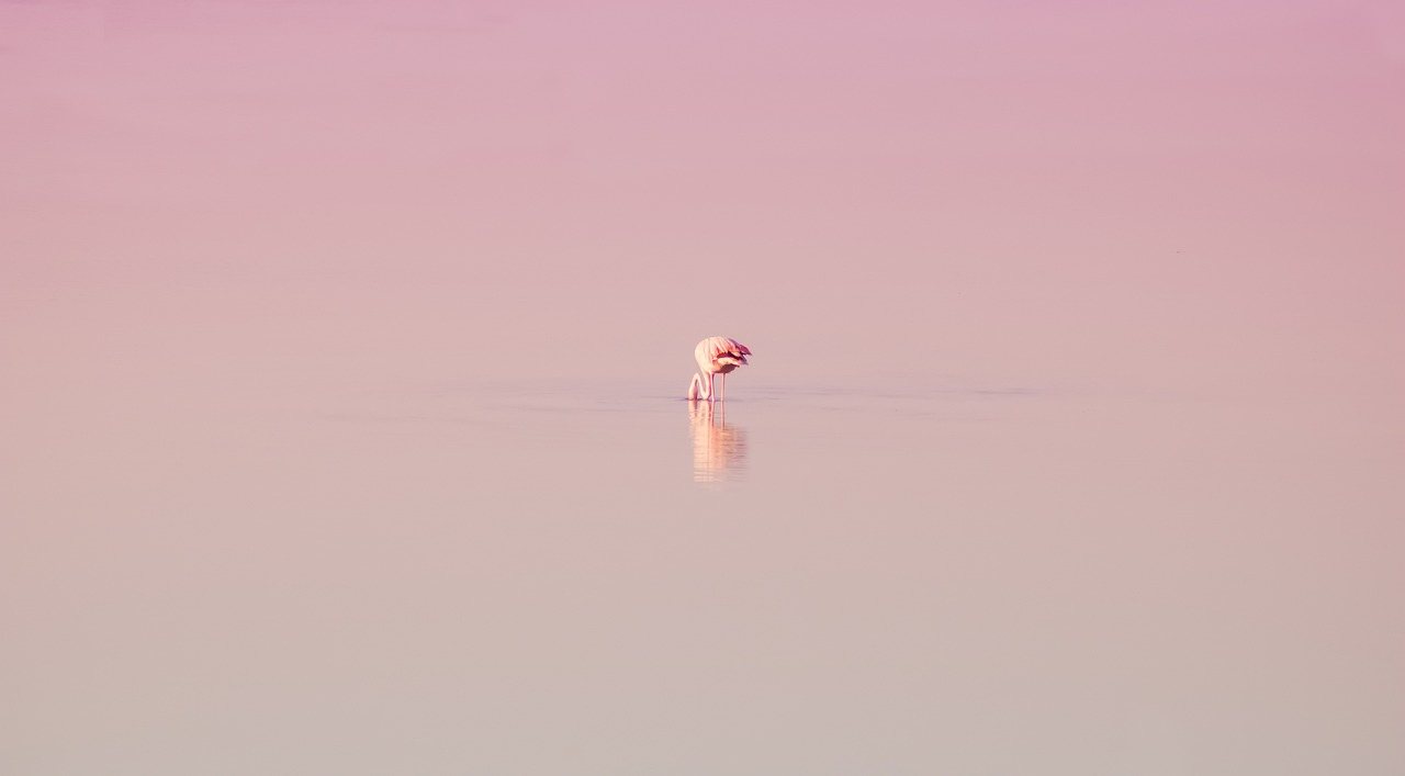 Flamencos en el lago