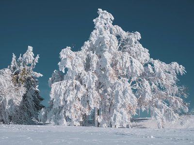 Puzzle de Árbol completamente blanco de nieve, vista previa