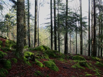 Puzzle de Árboles en un bosque natural, vista previa