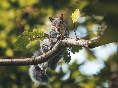 Puzzle de Animales: Ardilla gris en el tronco de un árbol