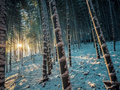 Puzzle de Bambú moso en invierno en Japón, vista previa
