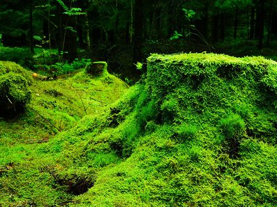 Puzzle de Bosque frondoso tapizado de musgo