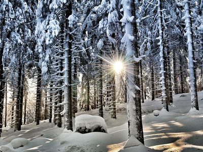 Puzzle de Bosque nevado en Austria