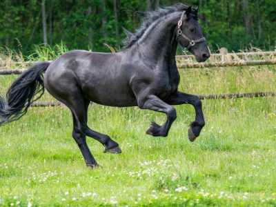 Puzzle de Caballo frisón