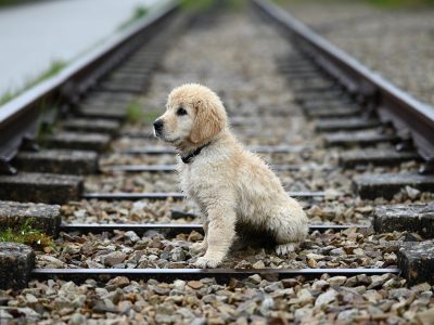 Puzzle de Cachorro de golden retriever