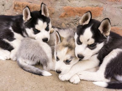 Puzzle de Cachorros de husky
