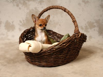Puzzle de Cachorros en una cesta