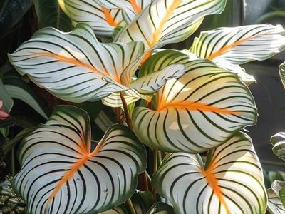 Puzzle de Calathea orbifolia con hojas a rayas verdes