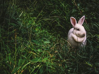 Puzzle de Conejo blanco entre hierba alta