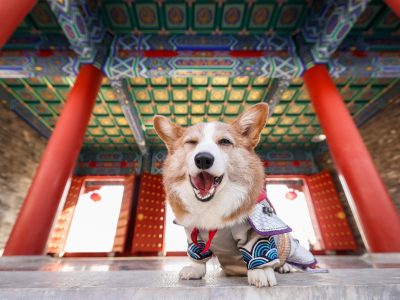 Puzzle de Corgi sonriente, vista previa