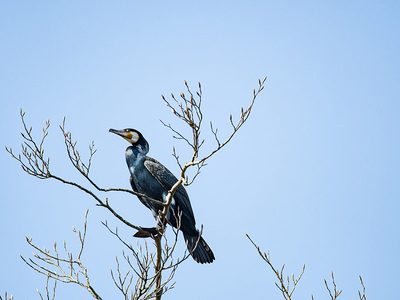 Puzzle de Cormorán grande junto al agua