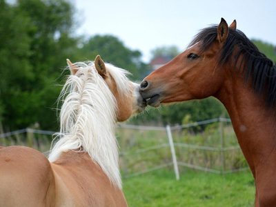 Puzzle de Puzzle de Dos caballos jugando juntos