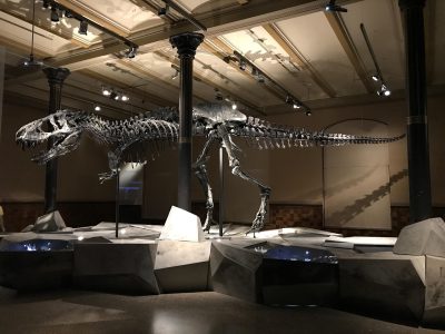 Puzzle de Esqueleto de dinosaurio, vista previa