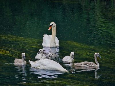 Puzzle de Familia de cisnes nadando juntos
