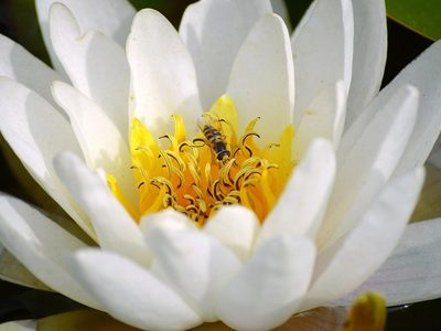 Puzzle de Flor de nenúfar blanco