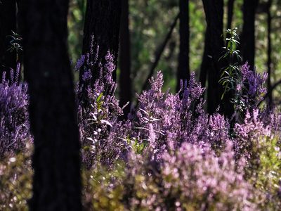 Puzzle de Puzzle de Flores moradas bajo la luz del sol