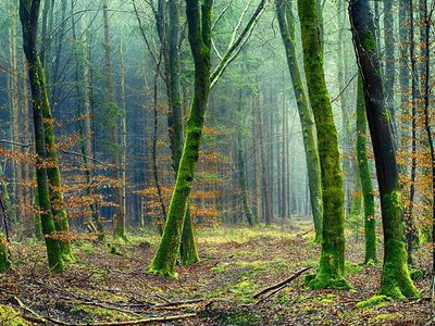 Puzzle de Foto de bosque ramas de árboles