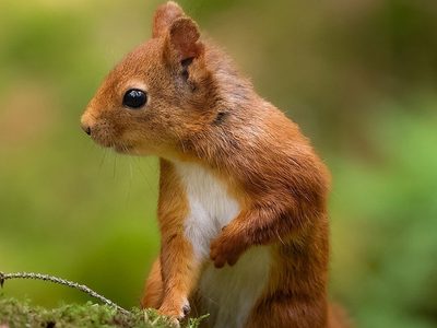 Puzzle de Fotografía de animales: linda ardilla
