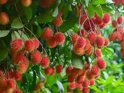 Puzzle de Frutas tropicales de rambután, vista previa