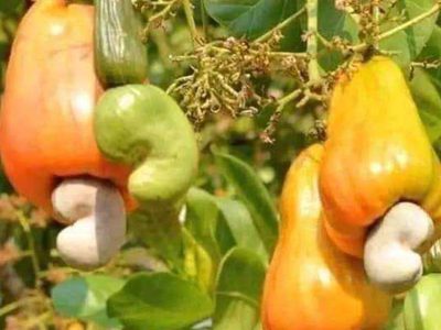 Puzzle de Puzzle de Frutos y nueces del anacardo