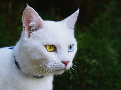 Puzzle de Gato blanco de ojos azules