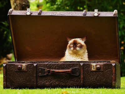 Puzzle de Gato británico de pelo corto, vista previa