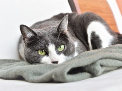 Puzzle de Gato dormido en una manta