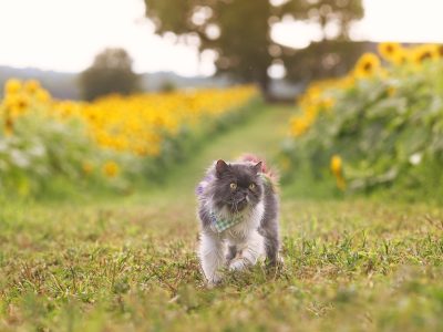 Puzzle de Gato entre flores