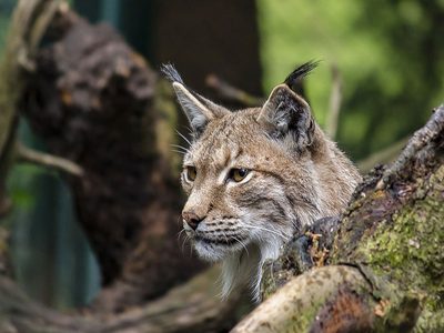 Puzzle de Gato lince entre troncos de árboles, vista previa