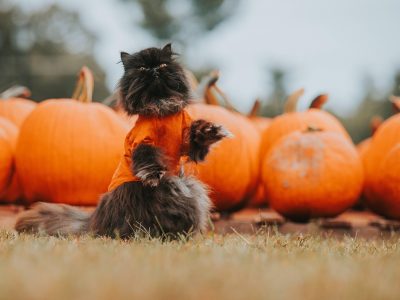 Puzzle de Gato negro de Halloween