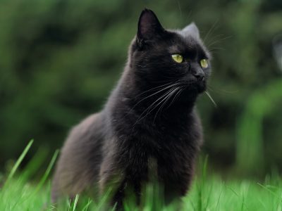 Puzzle de Gato negro de ojos verdes