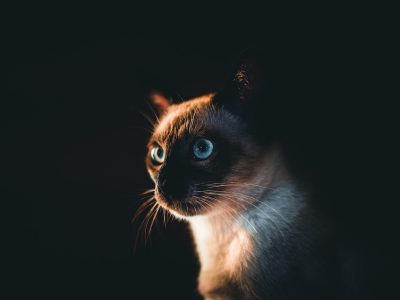 Puzzle de Gato siamés, vista previa