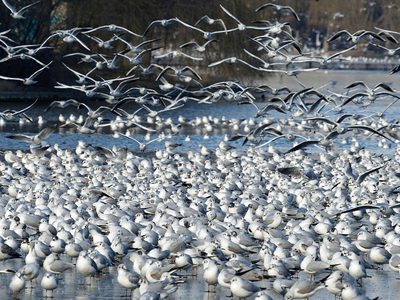 Puzzle de Gaviotas en un lago de Bucarest, vista previa