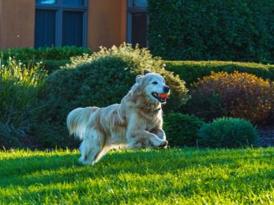 Puzzle de Golden retriever corriendo