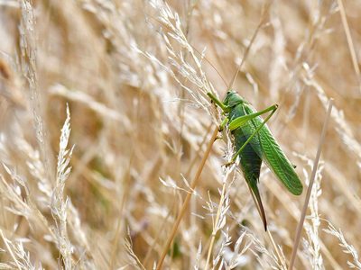 Puzzle de Gran grillo verde