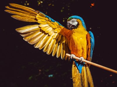 Puzzle de Puzzle de Guacamayo de colores