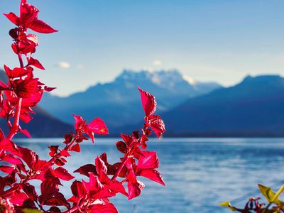 Puzzle de Hermosa planta roja junto al lago
