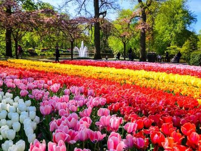 Puzzle de Puzzle de Hileras de tulipanes de colores en Keukenhof
