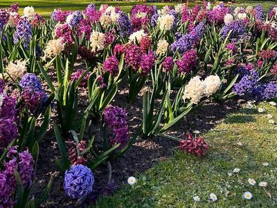Puzzle de Jacintos holandeses de colores vivos