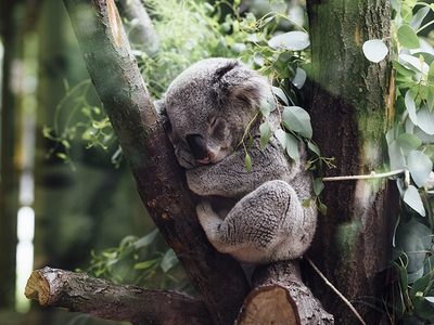 Puzzle de Puzzle de Koala durmiendo en un eucalipto