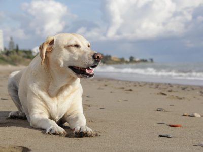 Puzzle de Labrador en la playa, vista previa