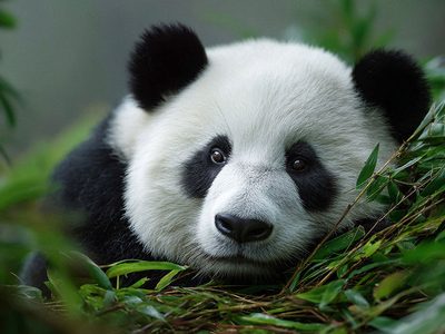 Puzzle de Panda gigante, el oso más emblemático