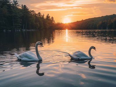 Puzzle de Pareja de cisnes nadando en el lago, vista previa